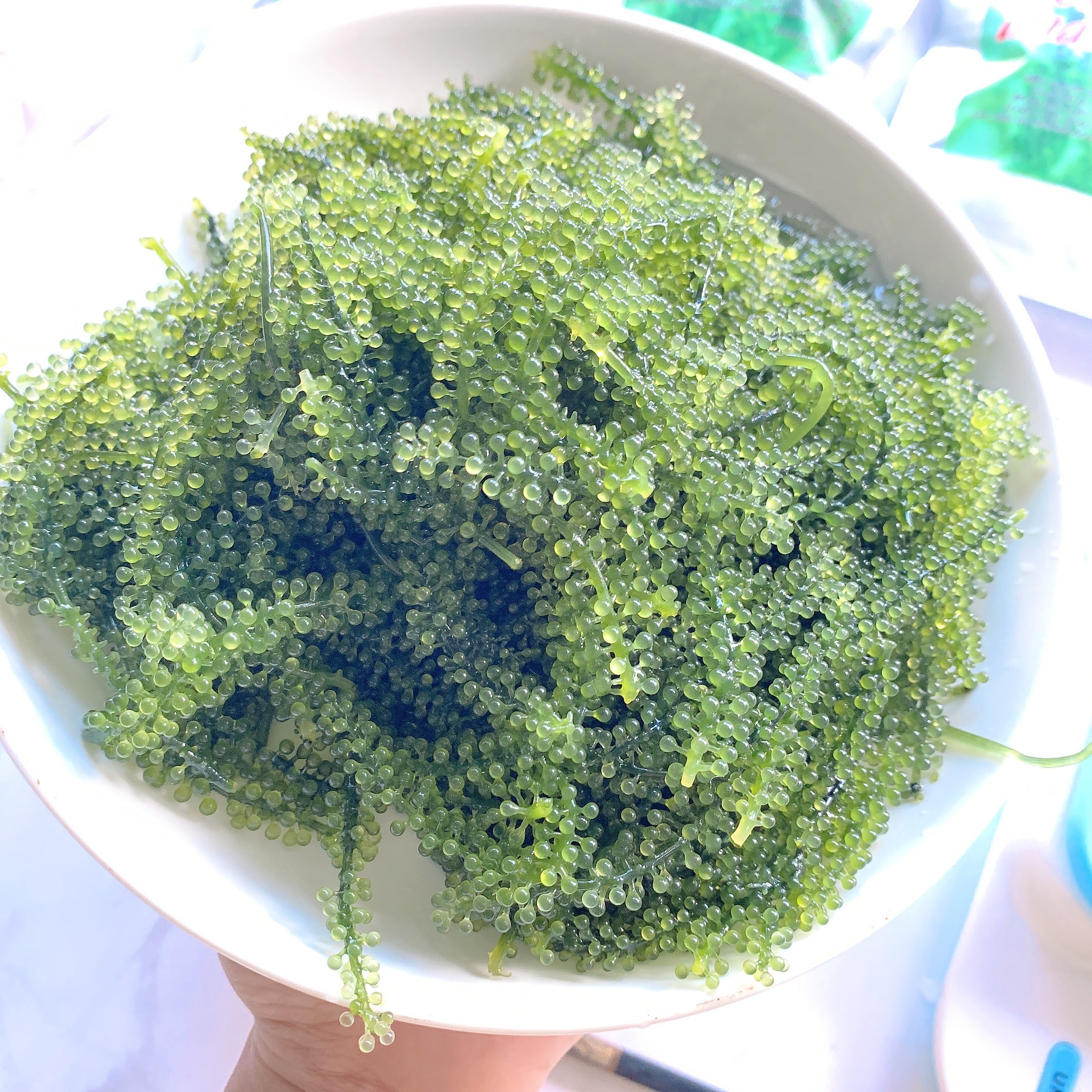 RONG NHA TÁCH NƯỚC 100G