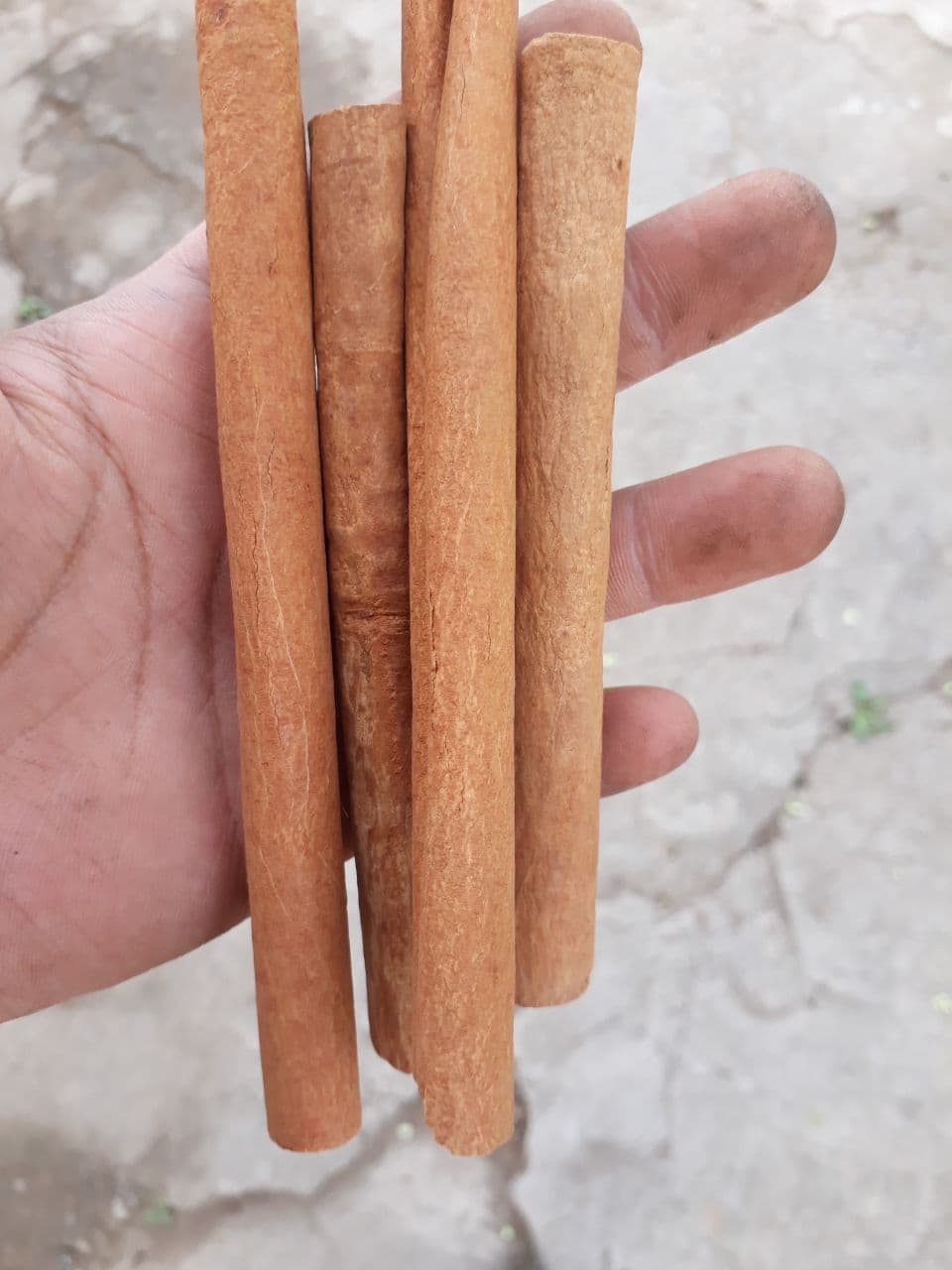 100gr quê thanh khô - trà quế thơm