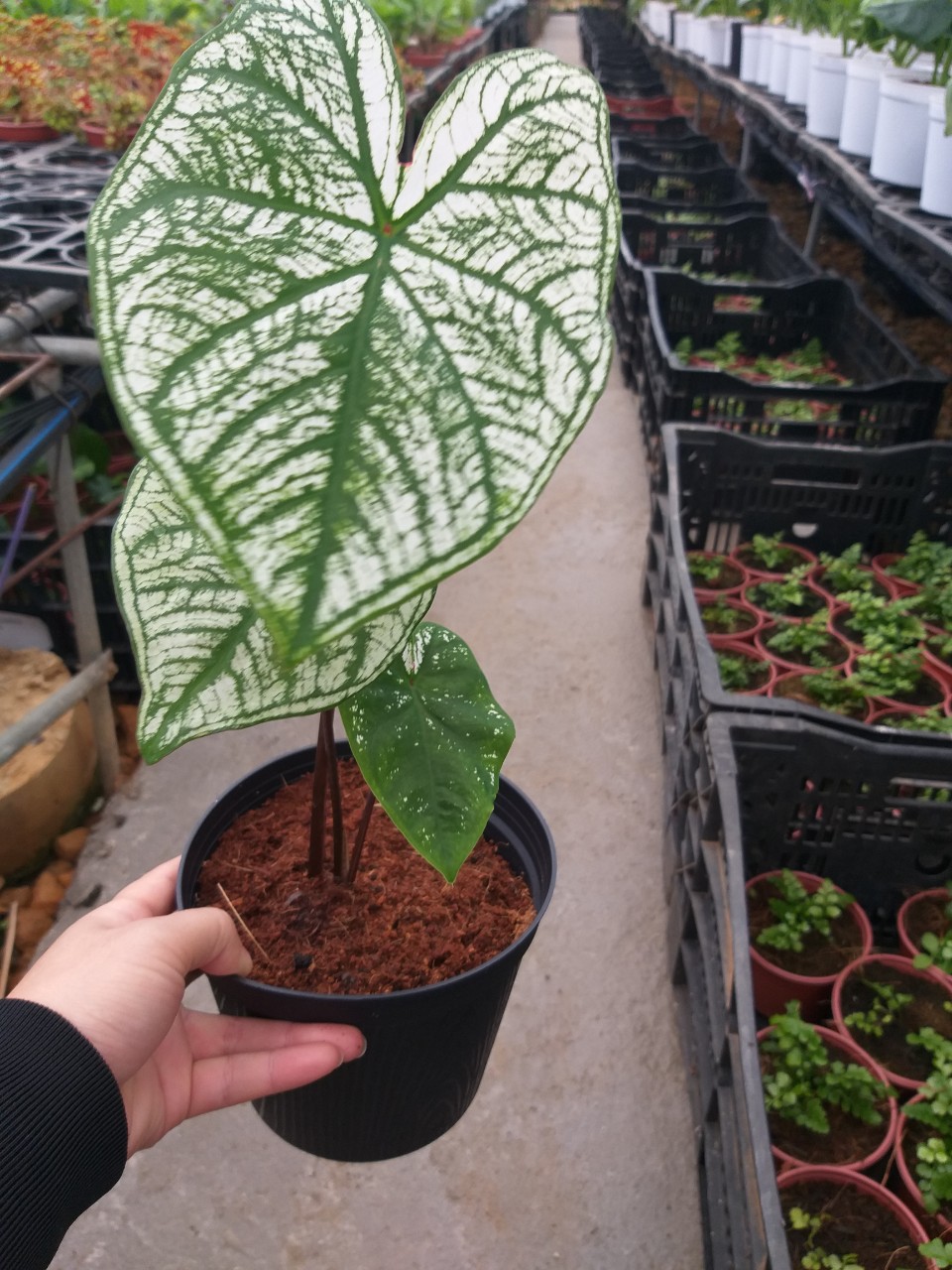 Môn Alocasia White chirstmas