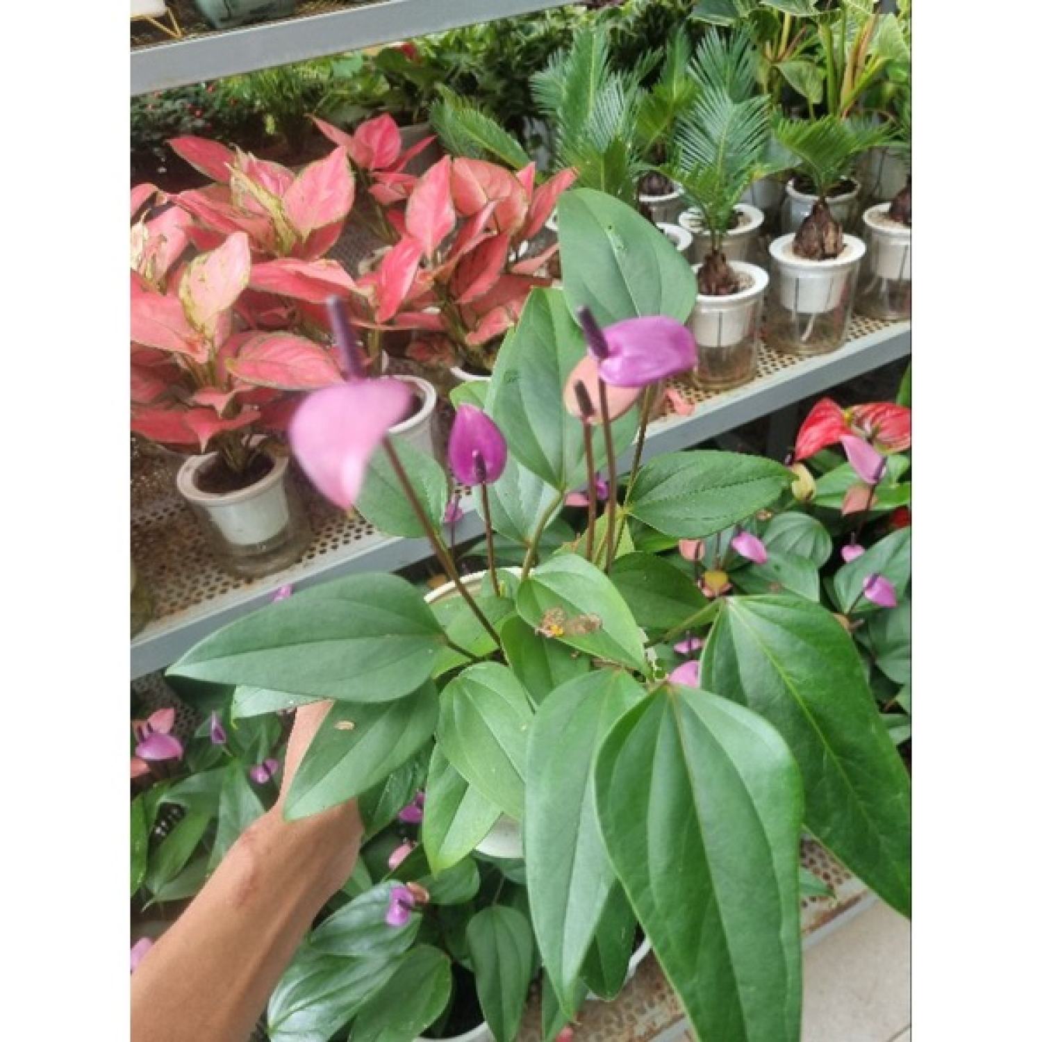 Chậu cây hồng môn tím (cây giống mới)