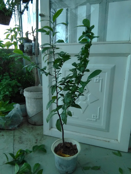 Cây mai tứ quý