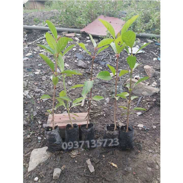 CÂY GÁO VÀNG -CÂY GIỐNG