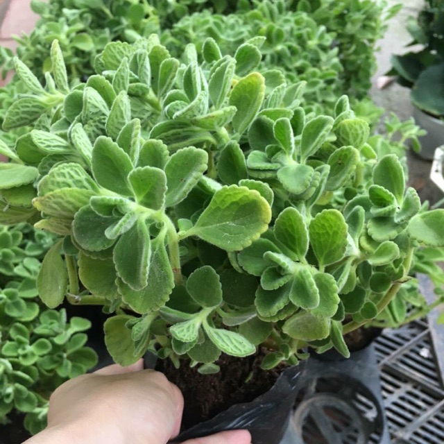 CHẬU CÂY NHẤT MẠT HƯƠNG