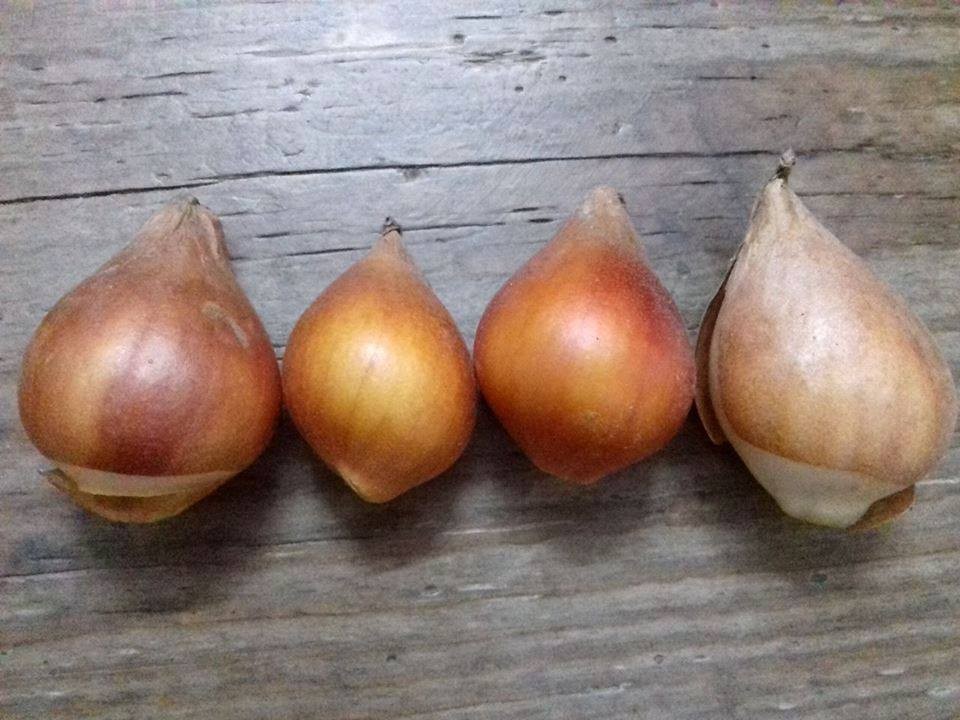 Set 5 củ hoa tulip -5 màu đỏ , vàng , cam,tím sọc , trắng đỏ lửa