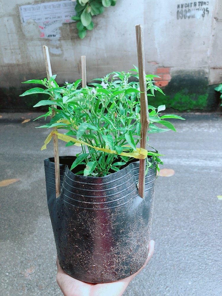 [HCM]Bụi Ớt Hiểm