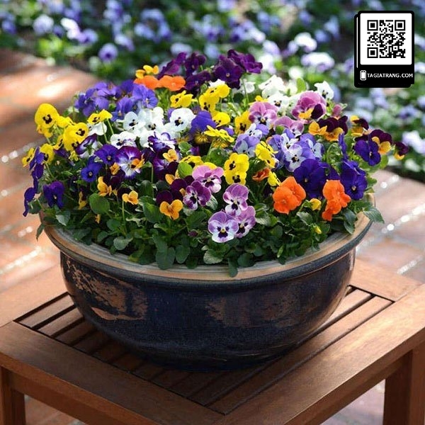 Hạt giống hoa pansy (hoa păng xê)