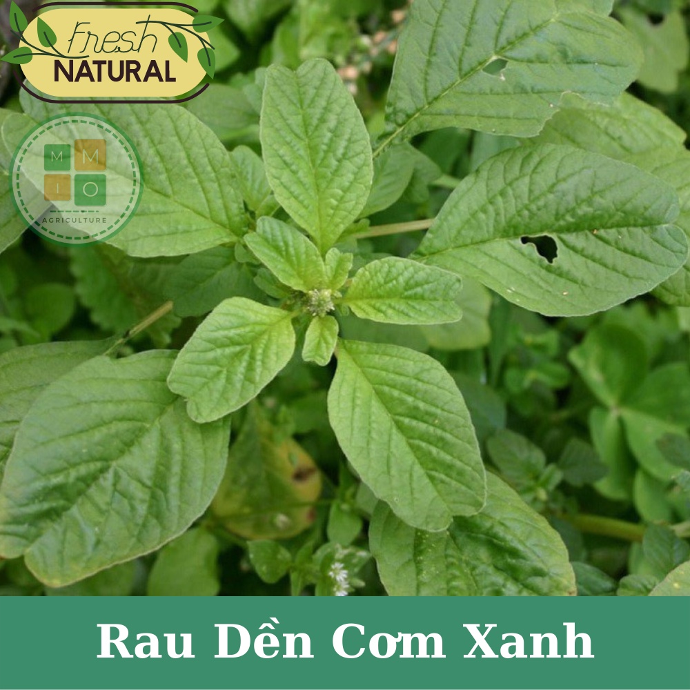Hạt giống rau dền cơm xanh