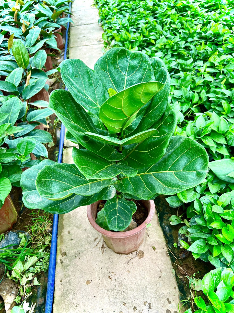 Cây bàng Singapore cao 1m (ảnh thật số 2)