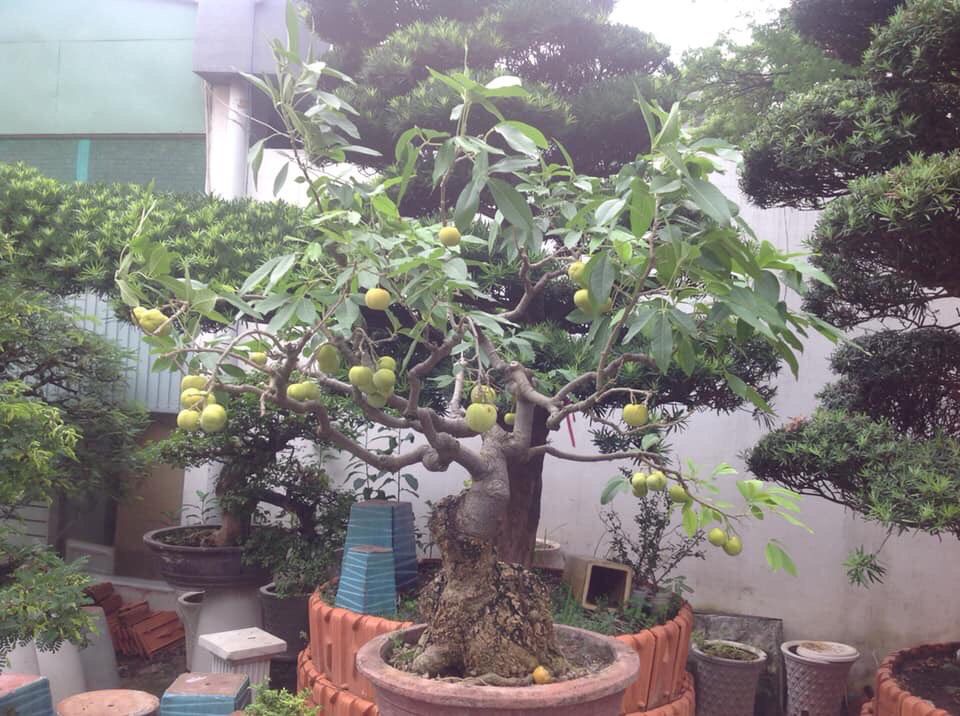 cây bánh kem 6 tháng cây cho trái