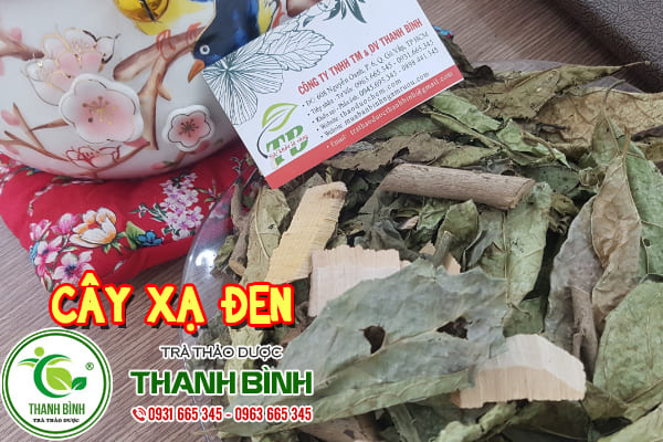 Cây Xạ Đen 500G Khô Loại Đặc Biệt - Đông Y Thanh Bình