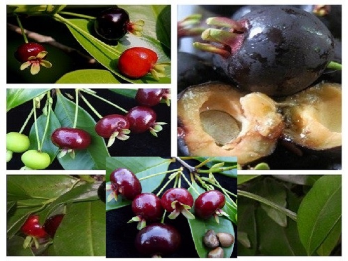 Cây CHERRY BRAXIN Cây nhỡ, siêu sai quả,