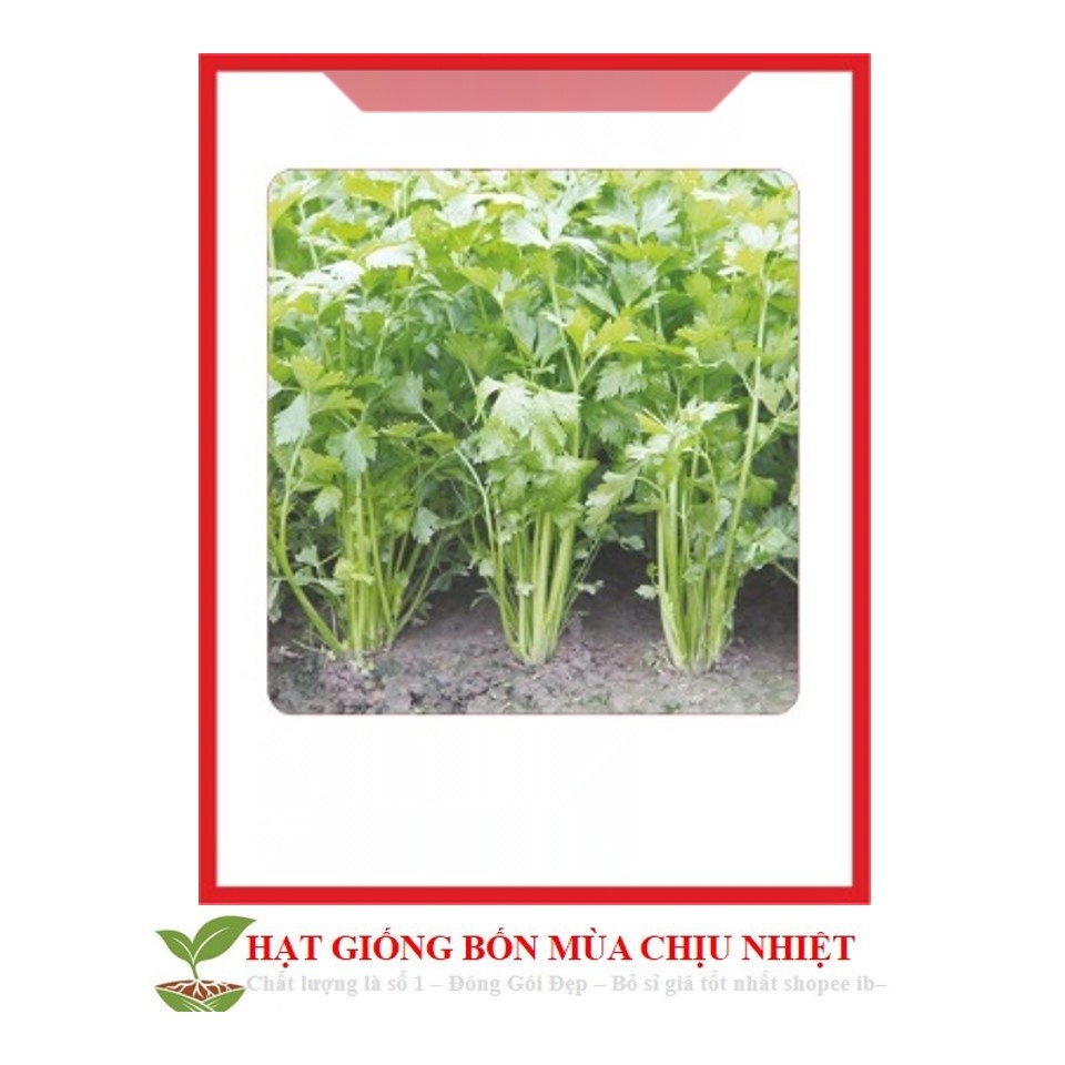 MA63 GÓI 200 HẠT GIỐNG CẦN TÂY