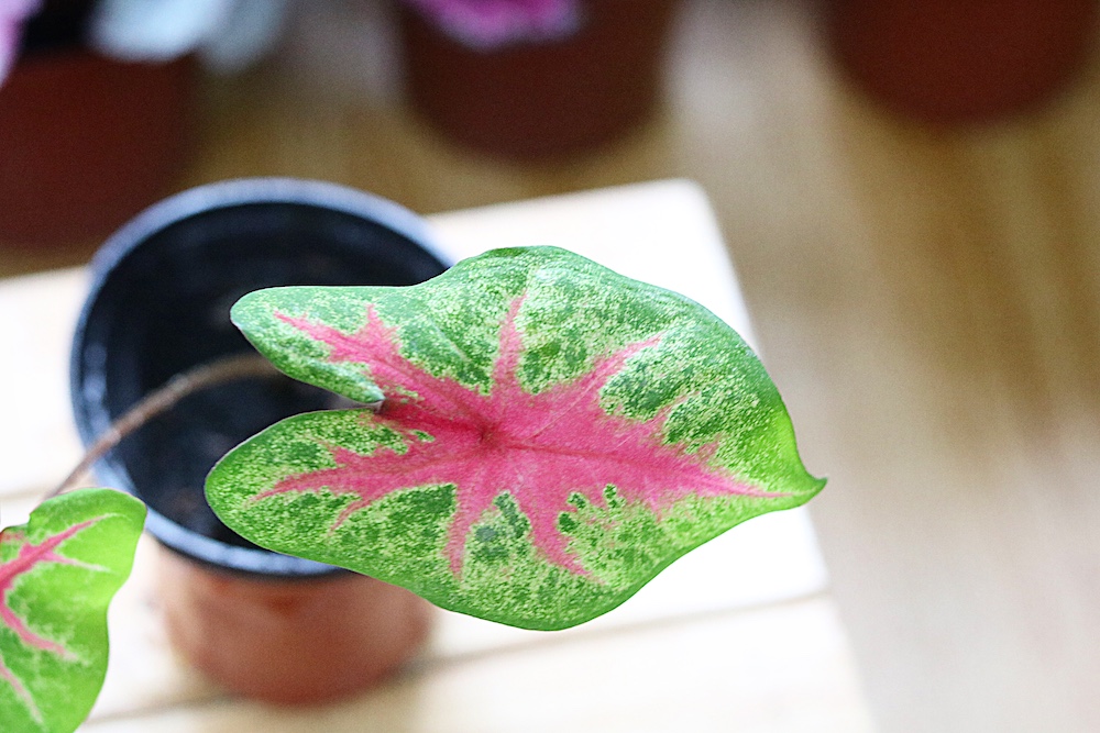 Chậu cây Caladium Biocolor - Môn 2 màu (Môn Biocolor)