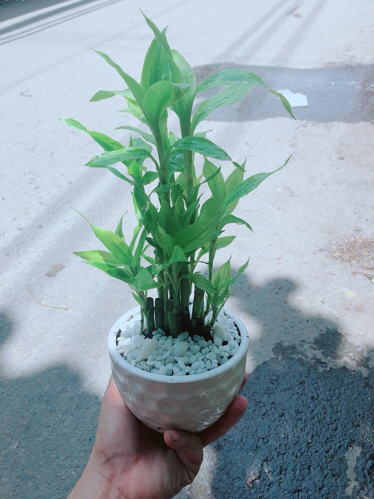 Chậu Trúc Phát Tài