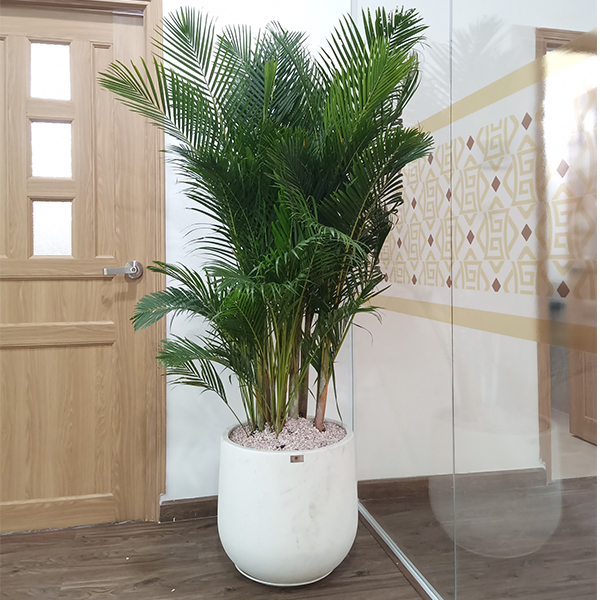 [HCM]Chậu đá mài tròn bầu 24*22