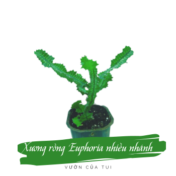 Cây xương rồng euphoria