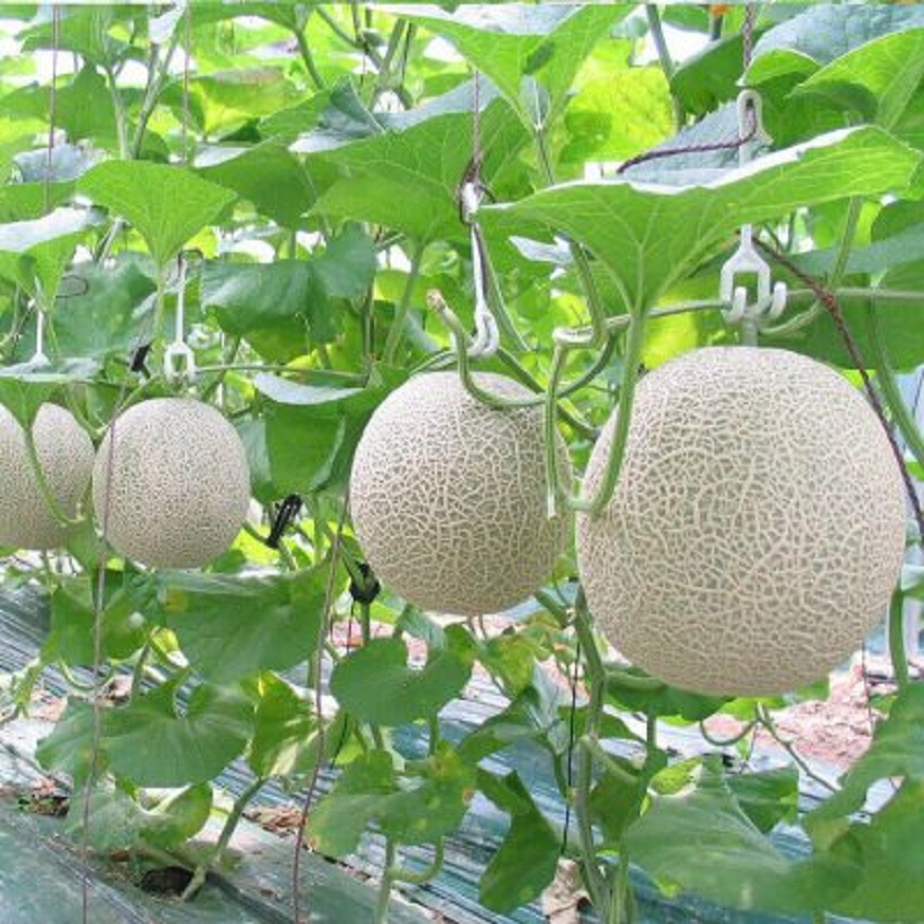 Hạt giống dưa tây (dưa lưới) Thuận Điền ( 20 hạt )