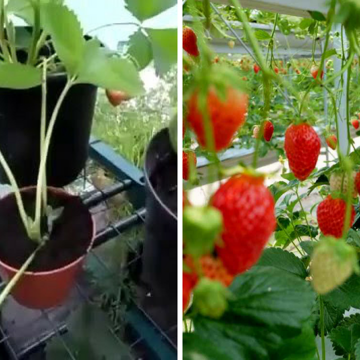 Combo 50 cây dâu ngó Đá Mỹ Đà Lạt - Dâu kiểng