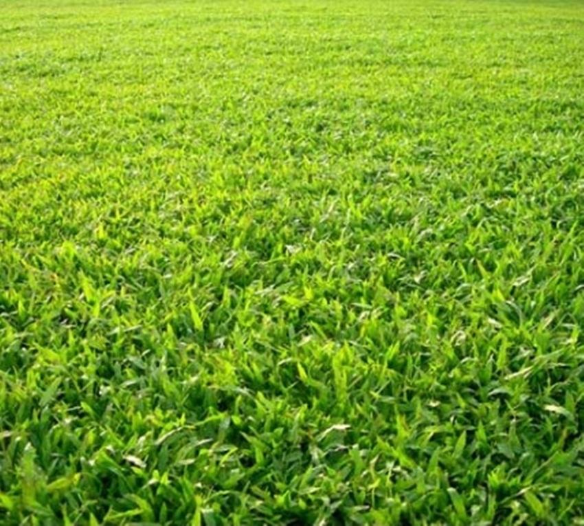 Hạt giống cỏ lá gừng thái lan 50 gam