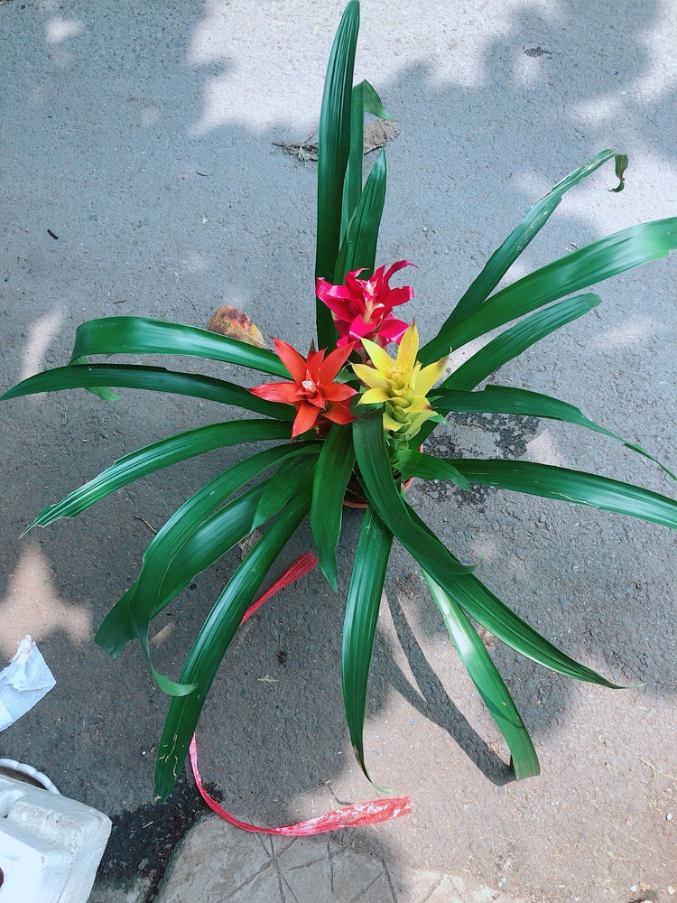 Cây Dứa Nến