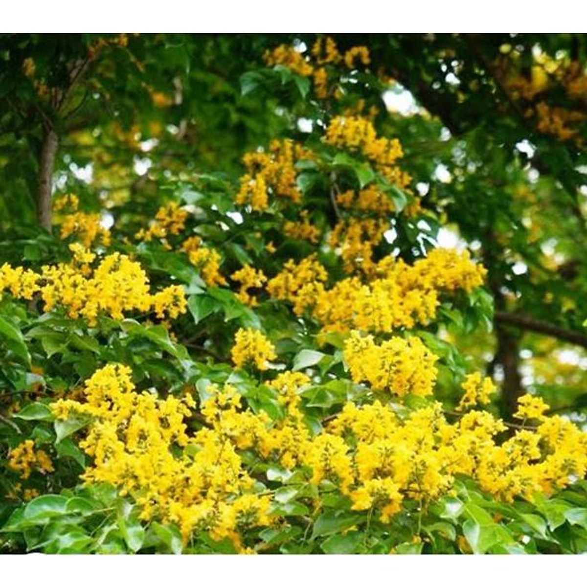 Hạt Giống Cây Giáng Hương ( Còn gọi là Đinh Hương ) - Gói 10 hạt