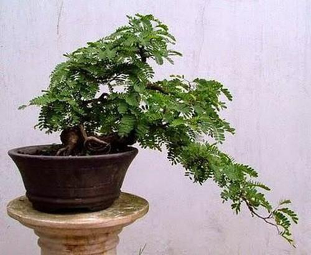 [HCM]Hạt giống cây me kiểng ngọt bonsai