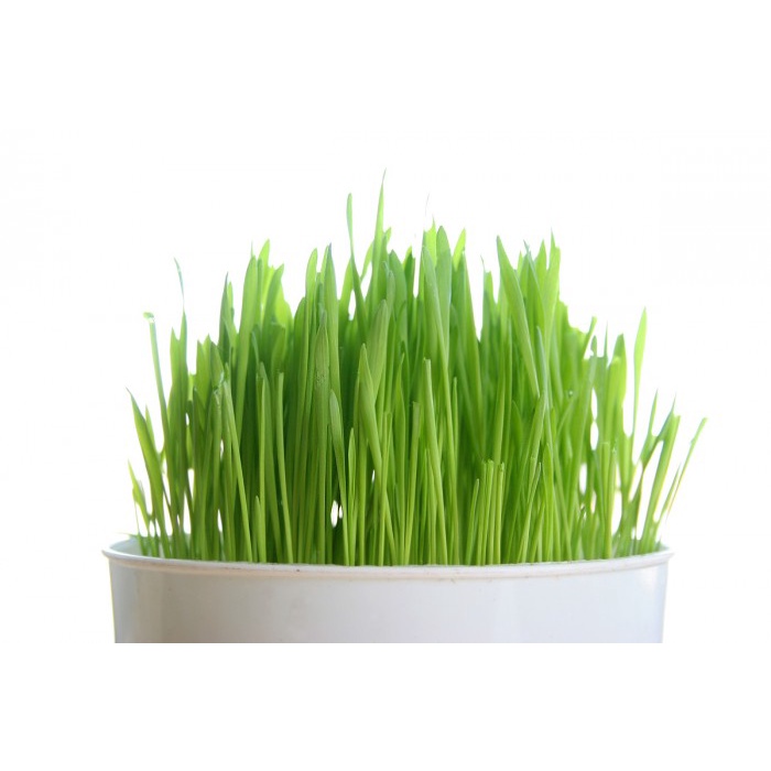 Hạt giống mầm lúa mạch - Gói 100 gram