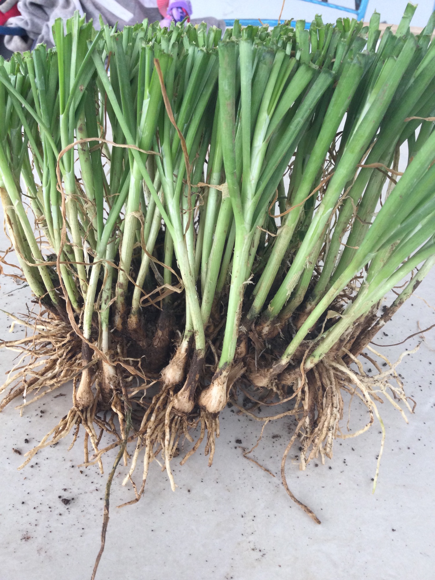 hạt giống hẹ siêu năng xuất. hàng F1