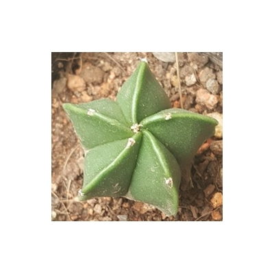 xương rồng astro xanh