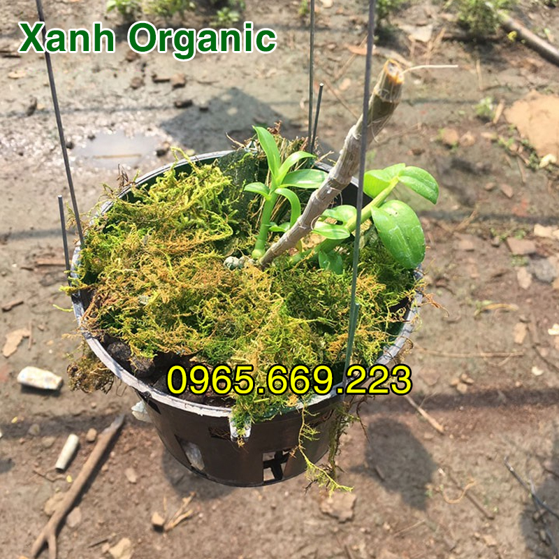Rêu rừng trồng lan gói 100gr