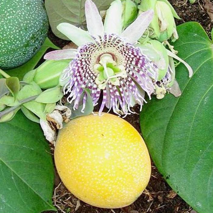 [Mới] - Hạt giống chanh leo vàng ngọt