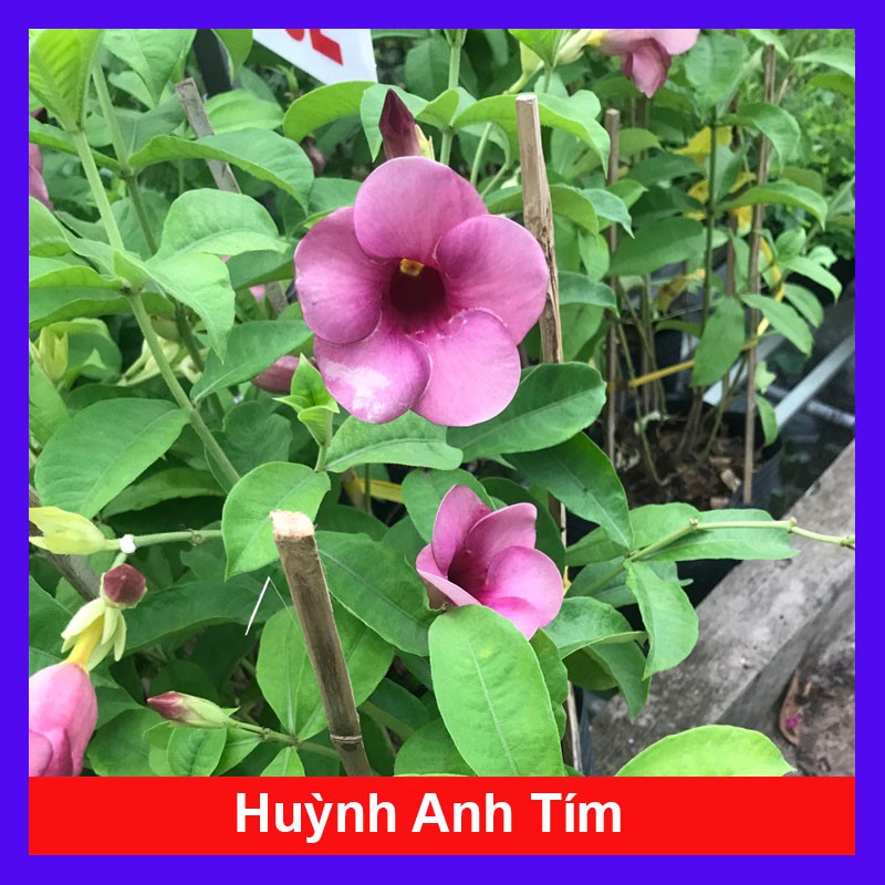 Cây huỳnh anh tím giống mới - cây cảnh sân vườn - caykiengsadec
