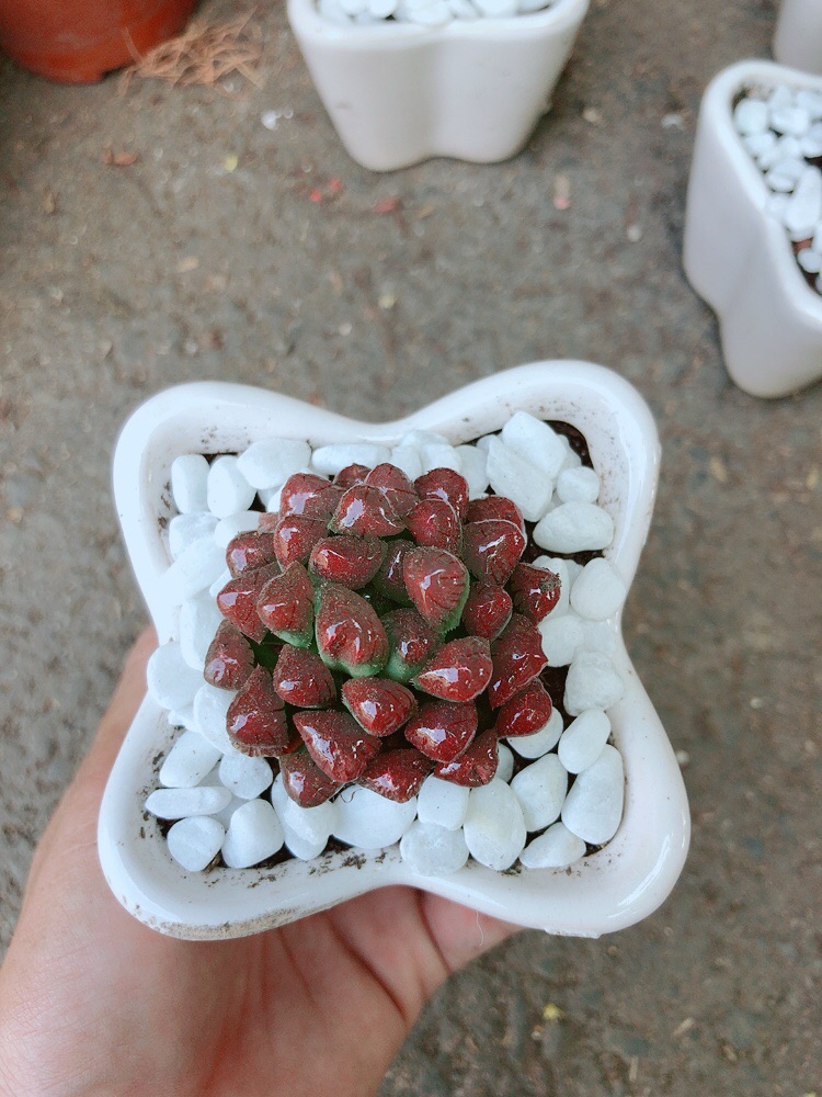 Chậu Kim Cương Đỏ (copi)