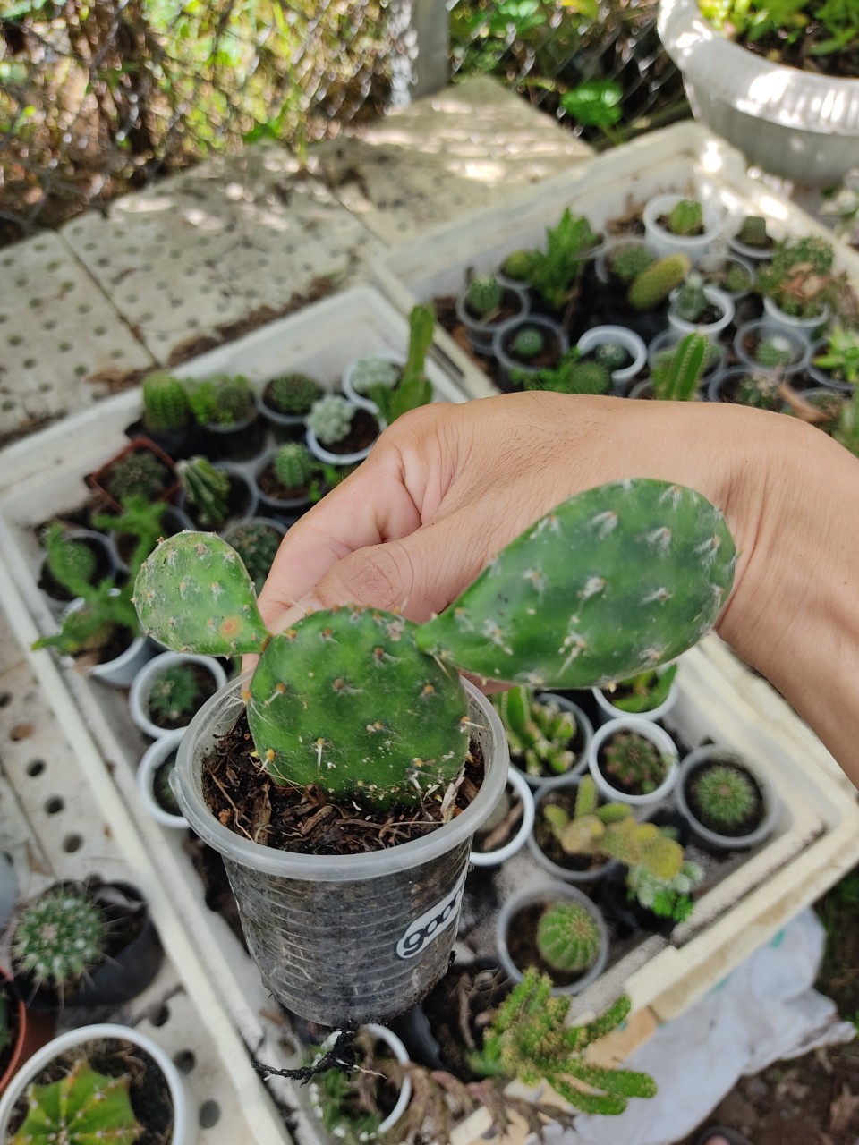 Xương rồng TAI THỎ PHÁP (size chậu 5 cm)