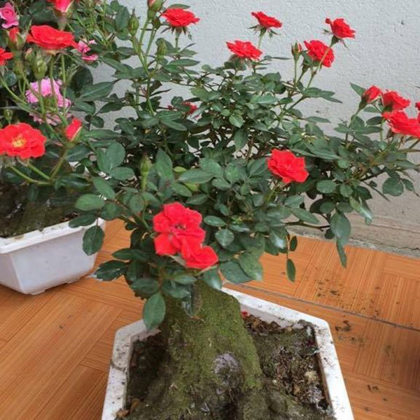 HỒNG CHẬU ĐỦ LOẠI-CÂY SIÊU LỚN