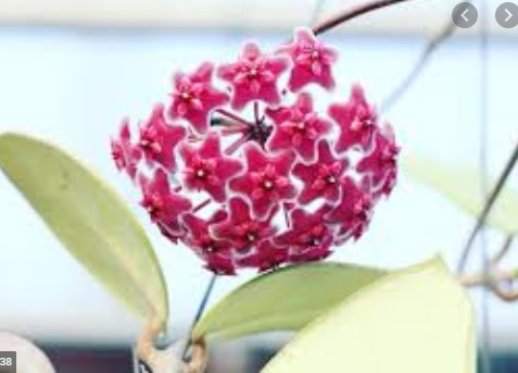 Cẩm Cù Pink Sliver