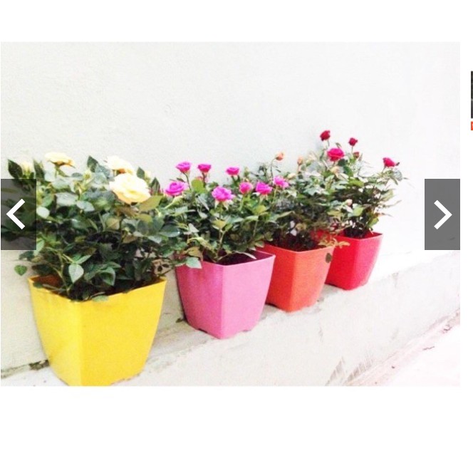 Chậu vuông trồng hoa cây cảnh v9