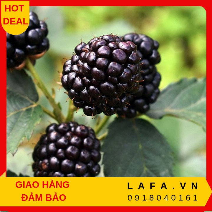 Cây Phúc Bồn Tử Đen.
