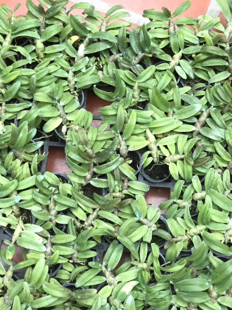trầm siêu tím cây giống