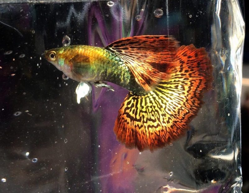 Combo 2 cặp Guppy Rồng đỏ