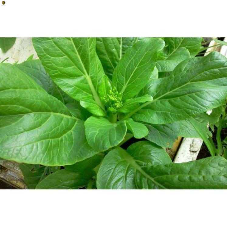 Hạt cải ngồng - gói 20 gram
