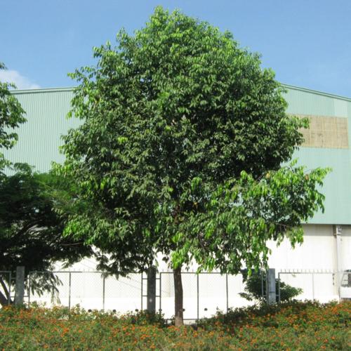 Cây LONG NÃO giống