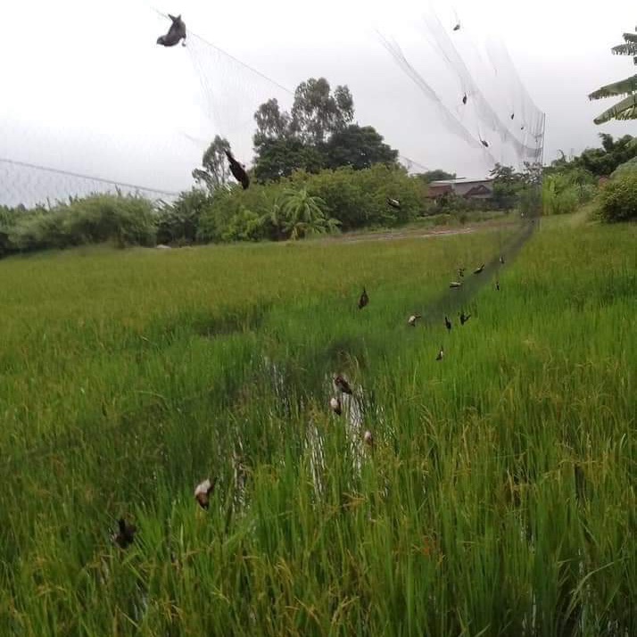 Lưới bẫy chim tàng hình cước thái lan