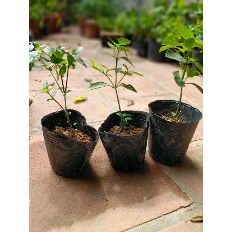 Cây giống cẩm tím