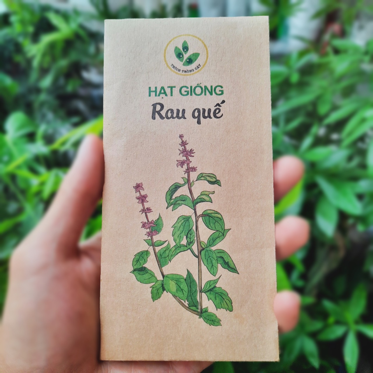 Hạt giống rau Húng quế (5gram/bịch)