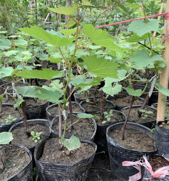 CÂY GIỐNG NHO HẠ ĐEN KHÔNG HẠT