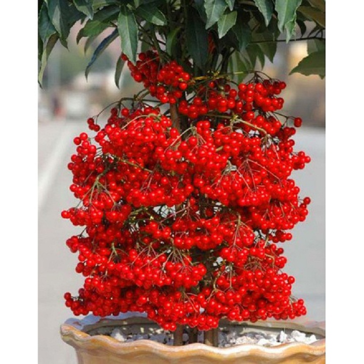 Cây kim ngân lượng- cây cảnh để bàn vượng phong thủy