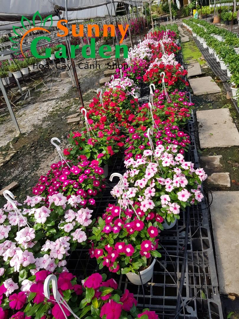 Chậu Dừa Cạn Đứng Mix Màu - Cây Cảnh