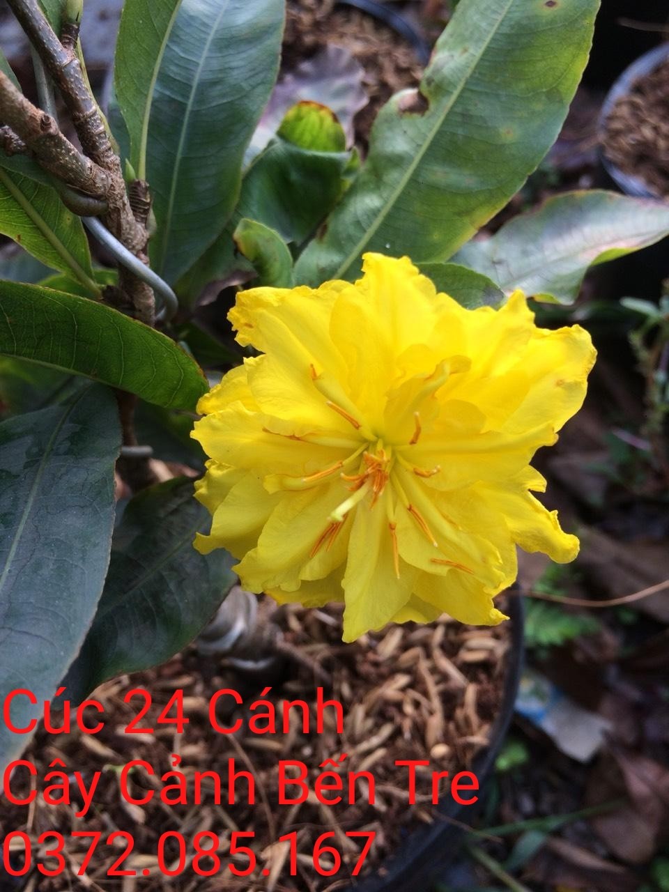 2 Cây Mai Cúc 24 Cánh