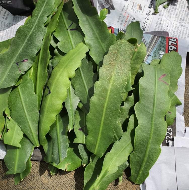 Cây giống NHẬT QUỲNH